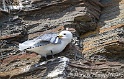 Mouette tridactyle 6756